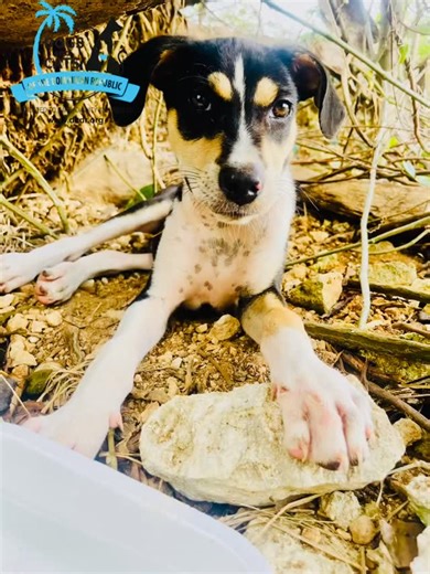 Dogs and Cats of the DR - DCDR on Instagram: "🎄 Day 6 of the 12 Days of Rescue 🎄 🐶 On the Sixth Day of Rescue… Tails Started Wagging Meet COCO 🐾💛 Coco came to us timid and fearful after being abandoned. He didn’t know how to trust people again — but DCDR volunteers patiently gave him kindness, playtime, and care. With love and patience, Coco slowly came out of his shell. Today, his tail never stops wagging, and he greets everyone with joy and excitement. Coco’s journey reminds us that trust