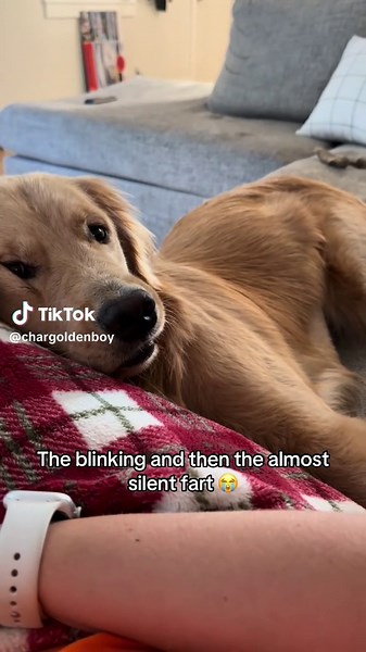 Charlie the Golden on TikTok