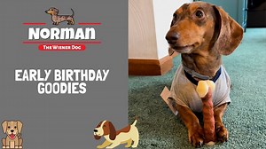 101K views · 7K reactions | Early Birthday Goodies  I turn six years old in one week... Two of my amazing friends from Florida have spoiled me with SO many goodies to help me celebrate! 拾 | Norman The Wiener Dog | Facebook