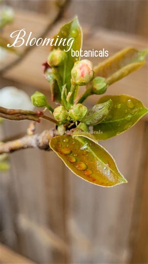 The BEST of Spring is Blooming Botanicals 💐 #realvideo