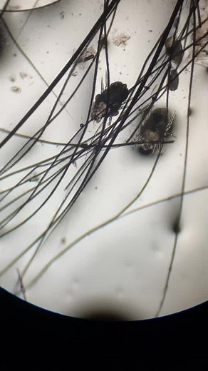 Understanding Dog Skin Mites: A Close-Up Look