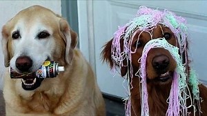 Funny dumb dogs Cute and funny dog fail compilation