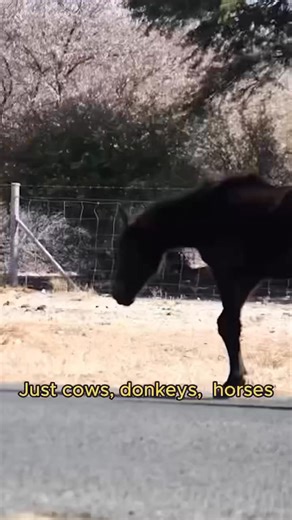 Have you seen the latest yet? Join us through Botswana 🚙 https://youtu.be/1_tmrsWcroo?si=mHfeLtaAhlPaanZS | Sailing Nandji