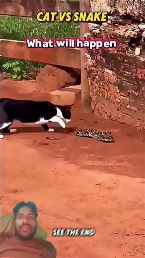 cat vs snake#trending#animals#wildlife#youtubeshorts#cat #snake#youtubeshorts#shorts#short