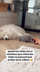 328K views · 5.6K reactions | trop mignon chiens et chats ..  | Chiens&Amour | Facebook