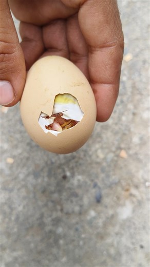 Escaping chick from egg shell #Short #viralshortvideo