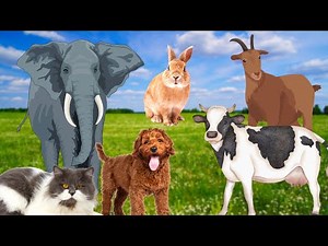 Cute little animals: Cat, pig, dog, chicken, cow,...