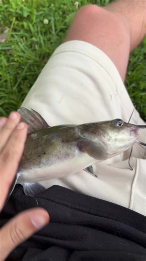 Stroking that thang#catfish #kitkat #pond #fyp