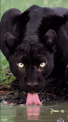 The Black Jaguar: The Silent King of the Rainforest 🖤