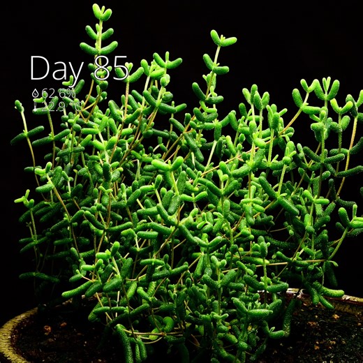 202K views · 1.3K reactions | Amazing Plant Time Lapse Compilation: Sundew, Alien Succulent, Oak Tree | Interesting as FCK | Facebook