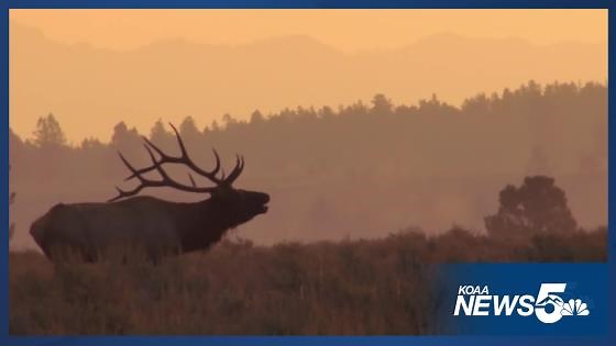 CPW asking for community's help finding those responsible for illegally poaching elk