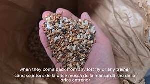 9.2K views · 210 reactions | A short clip video of the Angwin Family Pigeons feeding system during their racing season. This video is a great resource for learning about their feeding system. You can watch the full video on their Youtube channel and don;t forget to like and Subscribe. Visit the link below for more videos. https://www.youtube.com/@AngwinFamilyPigeons CTTO: Angwin Family Pigeons #pigeon | PigeonVibes | Facebook