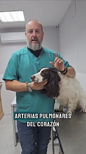 ⚠️ AMANTES DE LOS PERROS ¿Conoces la filariosis? Quizás tu perro sufre esta enfermedad y no te has dado cuenta... Carlos Zahinos nos cuenta en qué consiste y cuáles son los síntomas 🐾 #iberaliago #perros #veterinaria #saludanimal #enfermedades #filariosis #cuidadosdelanimal Clínica Veterinaria Amantea | Iberalia GO