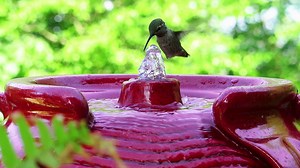 Hummingbird Taking Bath In Red Fountain Stock Footage SBV-305580069 - Storyblocks
