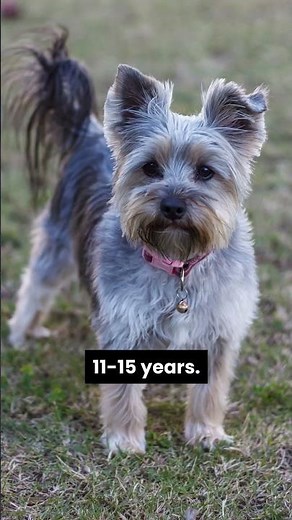 What is the Yorkshire Terrier lifespan? #dog #facts #yorkshireterrier