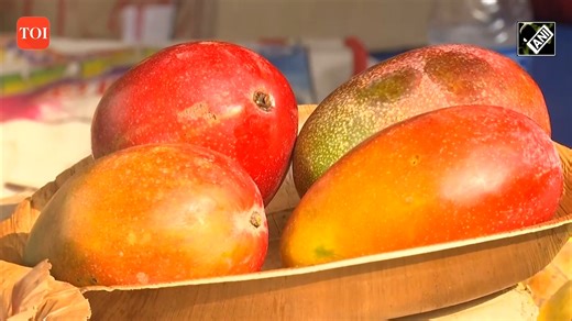 4.2K views · 44 reactions | #WestBengal: World’s most expensive #mango ‘#Miyazaki’ captures attention at #MangoFestival in Siliguri | The Times of India | Facebook