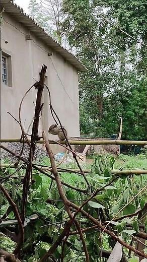 The Sqirrel | 4K Wildlife Video | Relaxing Forest Moments"