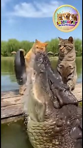 😮😮SHOCKING Pan Attack!💥💥 🤣🤣I swear these animals have a pan agenda.🤣🤣 Two peaceful animal moments… instantly ruined by unprovoked pan violence. First a gator pops out of the water and gets WACKED by Snugglz like he’s defending the Seven Seas. Then a bobcat climbs a pole only to get pan‑slapped by a baboon who thinks he’s guarding the crown jewels. At this point I’m convinced the pans are organizing something. And honestly… I’m scared to check my kitchen. #PanAttack #funnyanimals #animalr