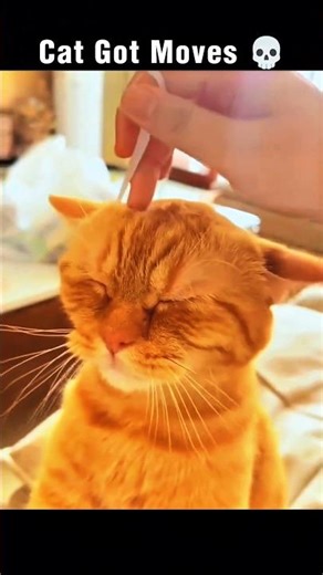 Wait…This Cat Is Dancing?! 😱