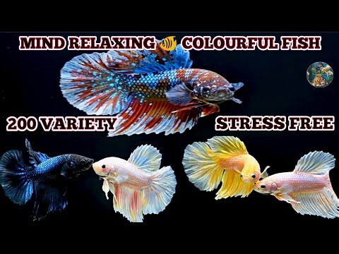 200 Amazing Betta Fish Varieties 😱 | Rare & Beautiful Betta Fish Collection