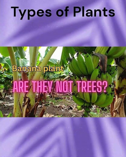 Types of Plants Herbs #science #biology #typesofplants