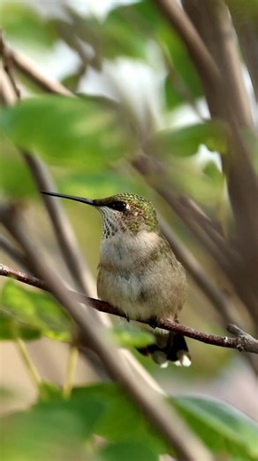 Mat Custer on Instagram: "A Young Male Ruby-Throated Hummingbird takes a moment to stretch and do a feather fluff before heading off to search for food. Watch to the end for the flyoff! I filmed this a few weeks back in Omaha, Ne. Canon R7, 500mm. High Frame Rate. #Nebraska #hummingbird #birding #wildlife #wildlifephotography #nature #gardeningtips #garden #flowers #pollenators #birdwatching"