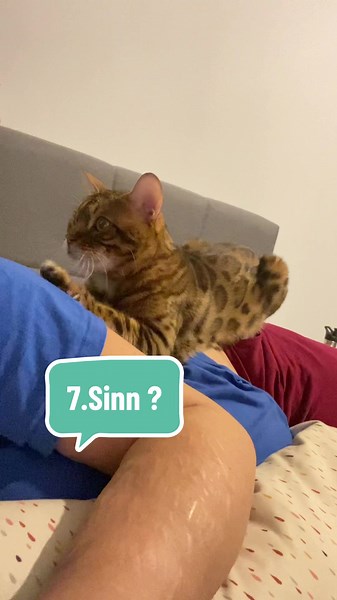 Ultimate Guide to Cat Pregnancy and Birth: What to Expect