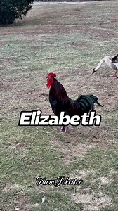 4.3M views · 19K reactions | Elizabeth! The Fate of the Barn Hangs in the Balance! Elizabeth!, Oooooh Elizabeth!, Elliizzaabeeeeth! #elizabeth #liz #e #chickens #hen #hens #rooster #roosters #roostersofinstagram #nameyellingchicken #namescreamingchicken #chickensofinstagram #backyardchickens #humor #laugh #farmjokester #michaelsalerno | Michael Salerno | Facebook