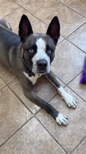 Meet Galoshes, affectionately known as Dork❤️ After spending two years in foster care at another shelter, Dork came to us seeking a fresh start. This adorable boy is not just smart—he’s obedience and crate trained, making him a wonderful companion! Dork thrives in a calm home without small children, small dogs, or cats, and he would absolutely love to be your one and only but does get along with other large dogs. He’s a true love boat, always ready for cuddles! 🥰 Want to give Dork a chance at a