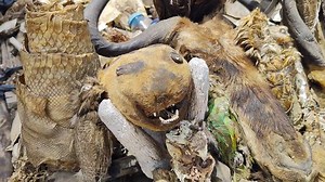 102K views · 1.1K reactions | Togo - Lomé alebo Akodessawa voodoo trh...