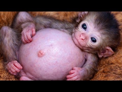 Touching Scene: Monkey Runs to Support Crying Brady