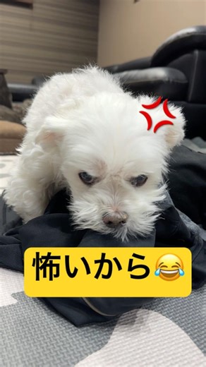 Dog won't let go of dad's clothes while he's in the hospital 🥹🥹🥹 #shorts #cutedog #Maltese