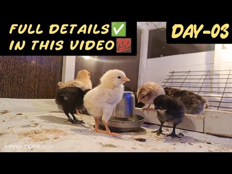 Day-03 Brooding chicks | full process how to brooding | #poultryfarming #chicken #birds