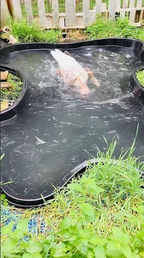 This Goose Does Somersaults In The Water!