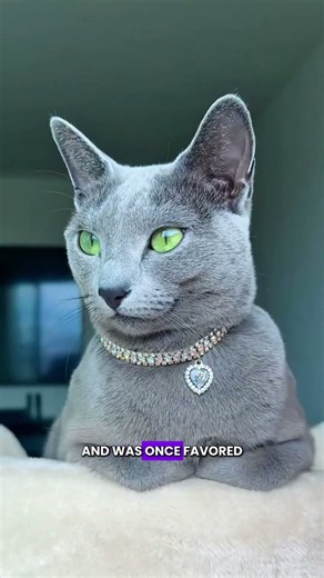 There is a fact why Russian blue cats are called noble cats, but I'm too lazy to explain it.