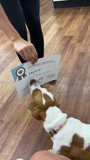 One degree hotter 🔥 @Sav 🎓🎓🎓🎓🎓🎓 #bassethound #bassethoundsoftiktok #puppy