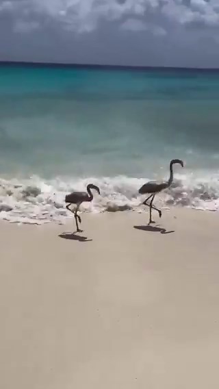 Funny things in nature