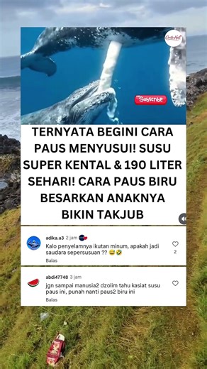 Fakta Unik: Cara Paus Biru Menyusui Anaknya di Laut#edukasi#hewan#faktaunik