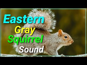 Eastern Gray Squirrel Call Sound effect | Remasterd | Hunt | Loud