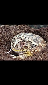 61K views · 603 reactions | Giant Pacman frog eats a mice | Insect Forest | Facebook