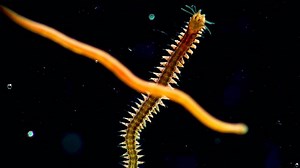 Oligochaeta, Turbellaria and Nereis in the Black Sea