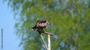 Big kite eagle sitting on wooden pole and shitting down in slow motion