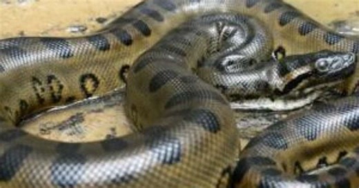 Cobra gigante descoberta na Amazônia ultrapassa 8 metros de comprimento, "Monstruosa"