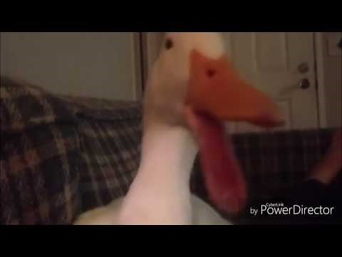 Screaming duck