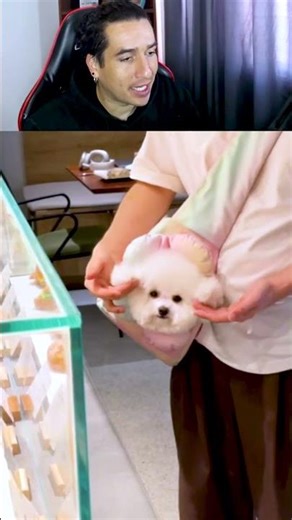 This little dog went too far 😂🐶