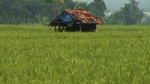 Global rice supplies at risk as harsh weather hits top exporters