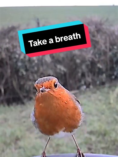 Did you know the European robin is naturally curious and often follows gardeners around? They’ve learned that turned soil usually means worms — smart and fearless all at once 🤎✨” #Robin #EuropeanRobin #BirdTok #GardenBirds #NatureLovers