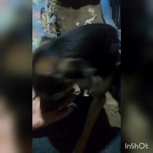 Caso de Saltur Me dejaron unas perritas en la puerta de mi casa les doy comida de lo poco que tengo, como se quedan de hambre se comen las bolsas plásticas. Yo no cuento con económia para alimentarlas, soy de la pensión 65 y eso no me alcanza . Por este lugar hay bastante abandono y maltrato hacia los perritos y gatitos POR FAVOR Cualquier donación acá hay agentes Bcp o de La Nación. Contacto: 943 492 858 | Refugio Animal Chiclayo | Facebook