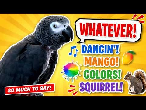 Einstein's "Whatever!" Mood 🐦 Talking, Dancing & Color Lessons