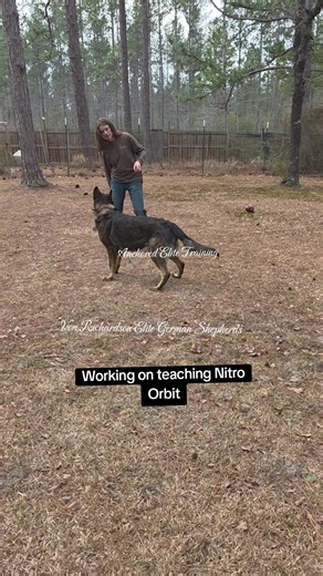 Working on teaching Nitro Orbit! its going slow so far lol #orbit #train #fyp #nitro #germanshepherd
